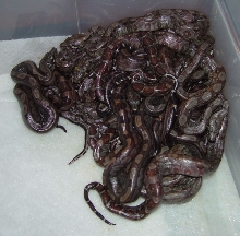 Motley Litter #2 - 100% Het Anery & Black Eyes - 3