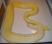 Gravid Snow Boa