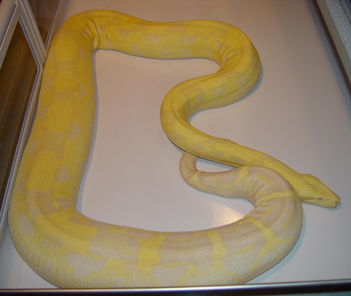 Gravid Snow Boa