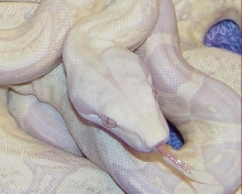 SNOW Boa Close-Up