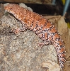 Pigmy Spiny-Tailed Skink - Coral Phase