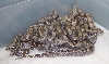 DHet Dwarf/Minature Snow Boas - Litter