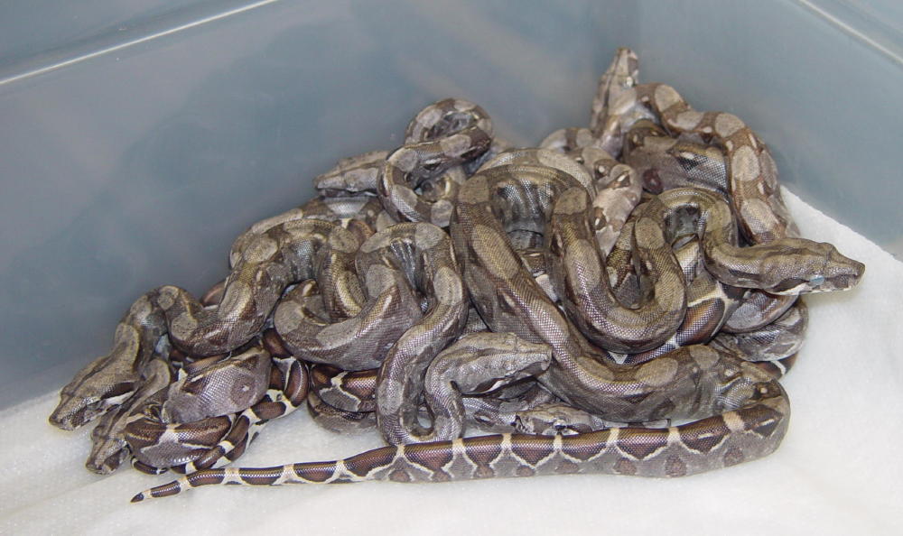 DHet Dwarf/Minature Snow Boas - Litter