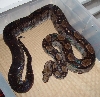 Black-Eyed Type II Anerythristic - Female
