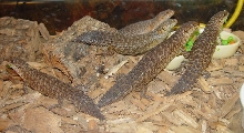 Gidgee Skinks - Egernia stokesii