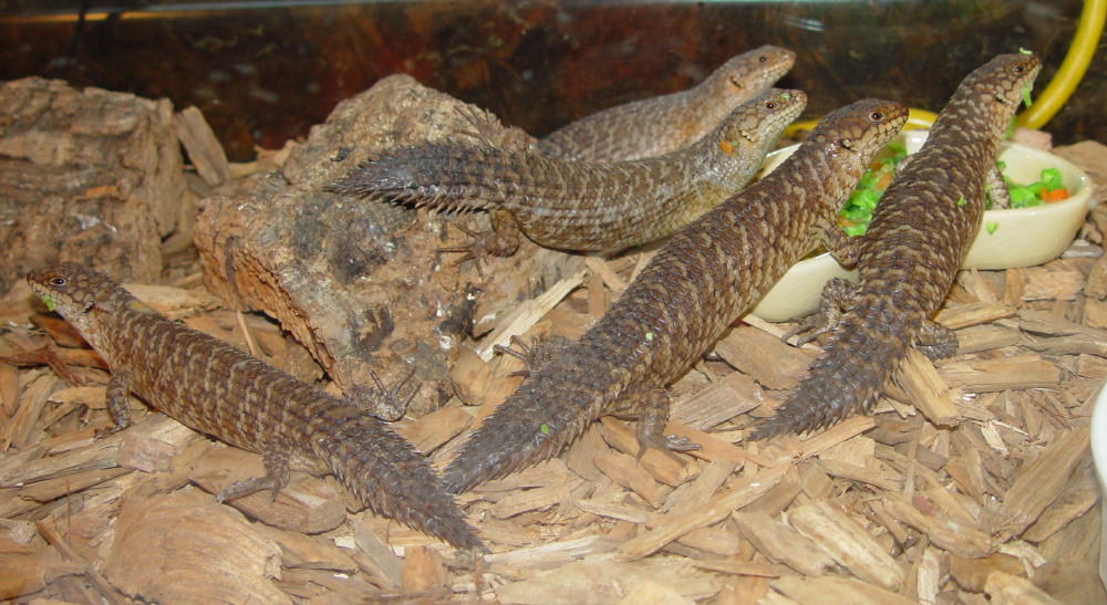 Gidgee Skinks - Egernia stokesii