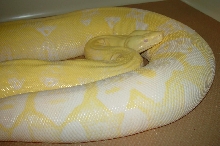 Snow Female - Gravid with Triple Recessive
