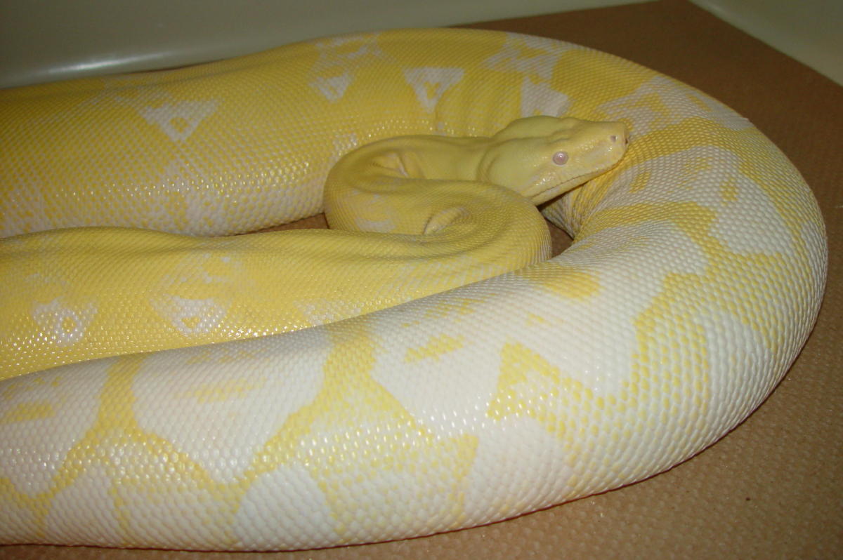 Snow Female - Gravid with Triple Recessive