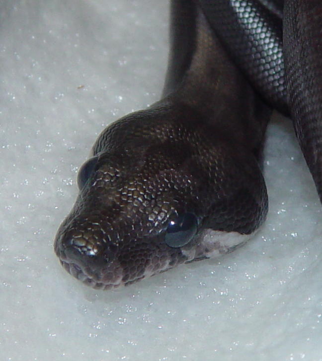 Black-Eyed Type II Anery - Head Shot