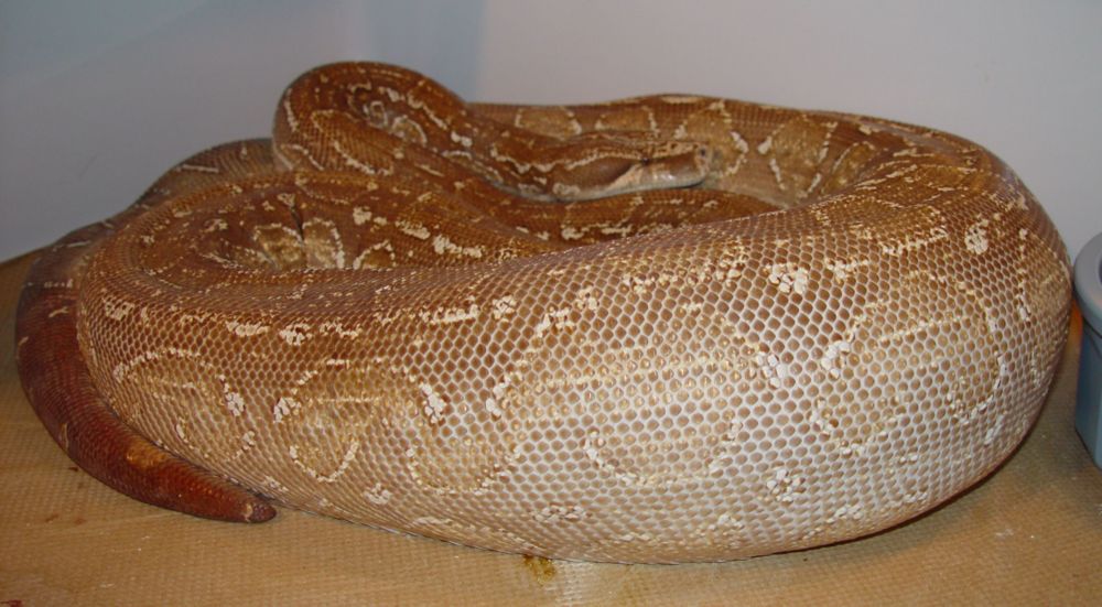 Gravid T  Albino Argentine
