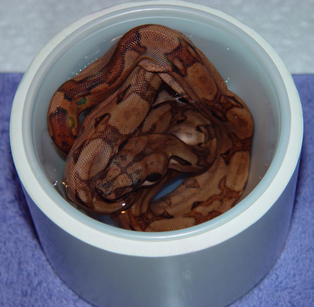 2009 Female Blood Boa