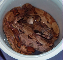 2009 Female Blood Boa