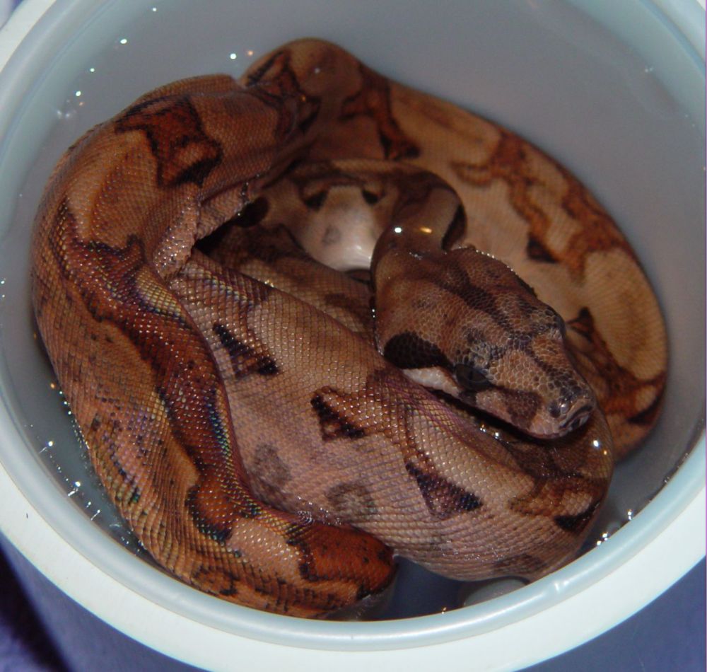 2009 Female Blood Boa