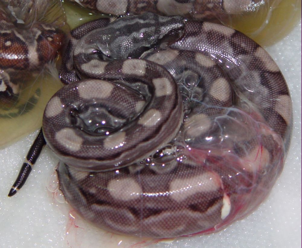 Motley Litter Het Anery Black-Eyed - 2