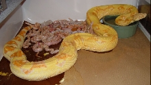 2009 Snow Boa Litter #3