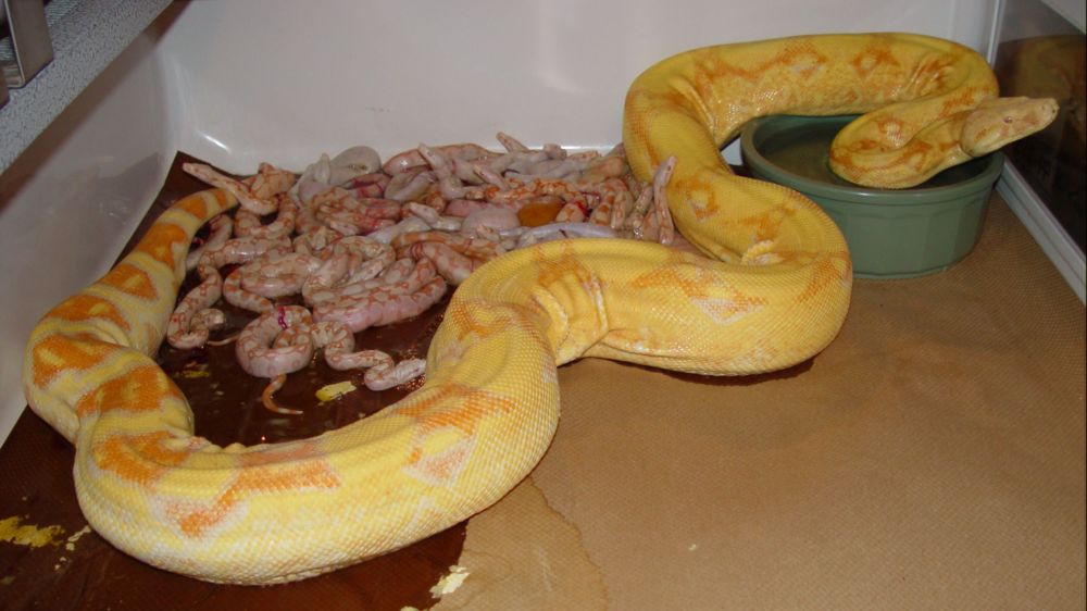 2009 Snow Boa Litter #3