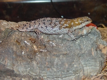 Pigmy Spiny-Tailed Skink - Gray Phase