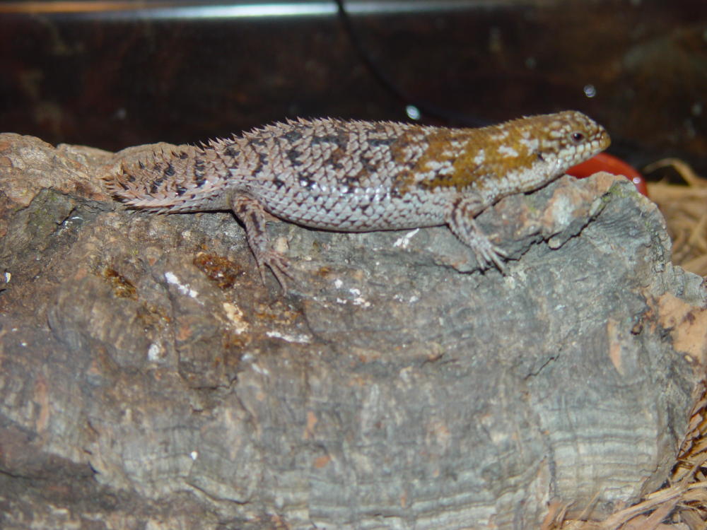 Pigmy Spiny-Tailed Skink - Gray Phase