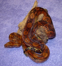 Gaines Reptiles - Blood Boa (female)