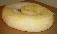 Gravid Snow Female