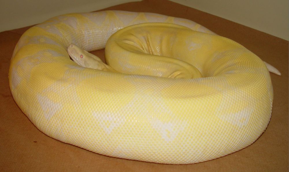 Gravid Snow Female
