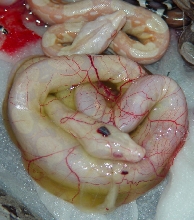 Snow Boa in Membrane