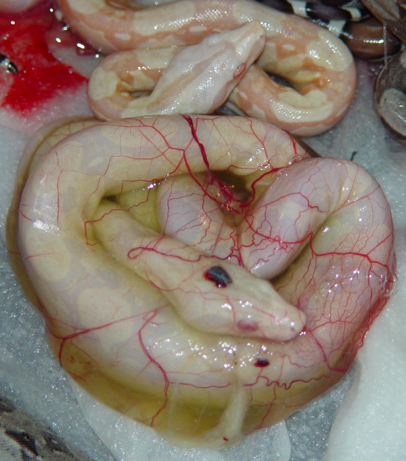 Snow Boa in Membrane