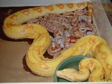 2009 Snow Boa Litter #3