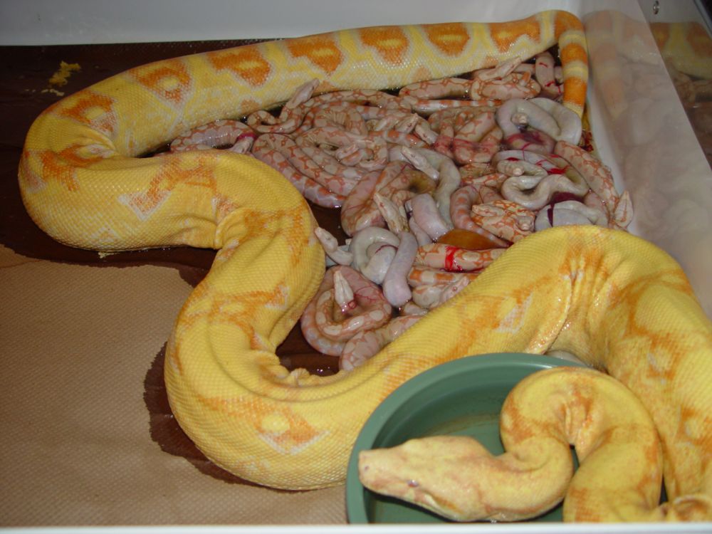 2009 Snow Boa Litter #3