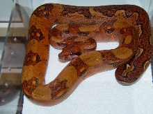 2008 Male Blood Boa