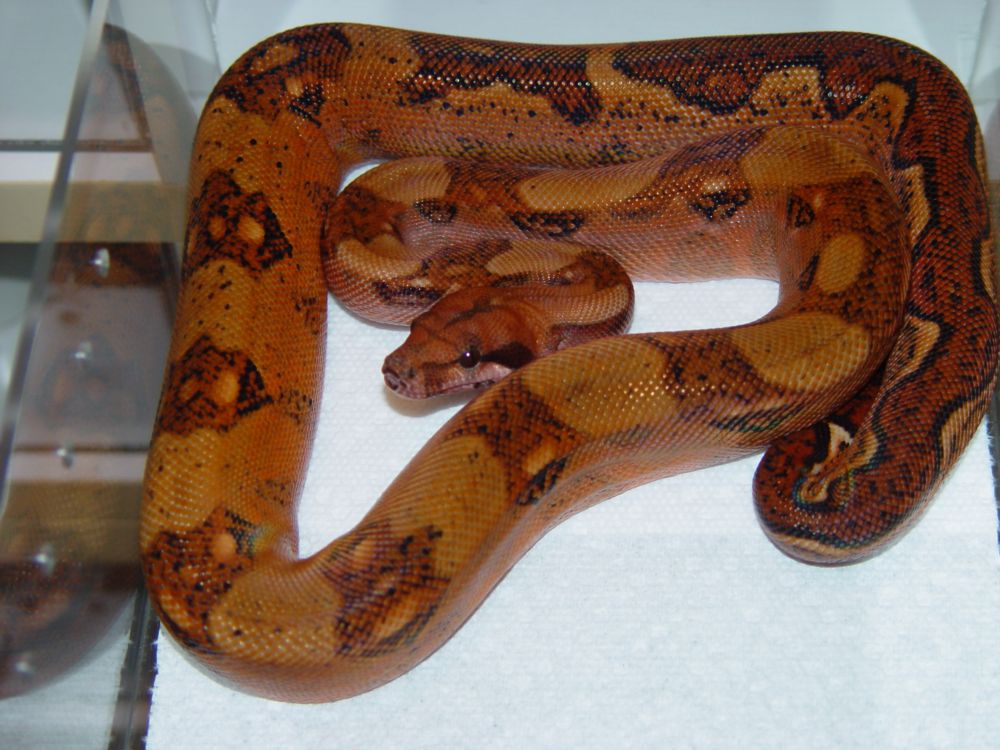 2008 Male Blood Boa