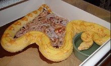 2009 Snow Boa Litter #3