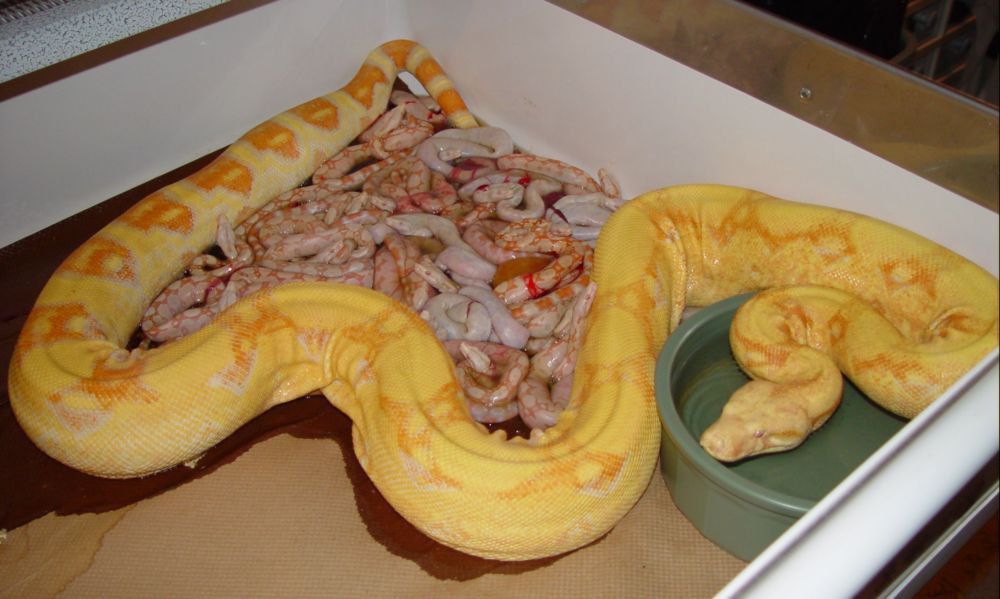 2009 Snow Boa Litter #3