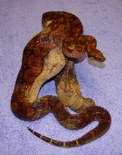 Gaines Reptiles - Blood Boa (female)