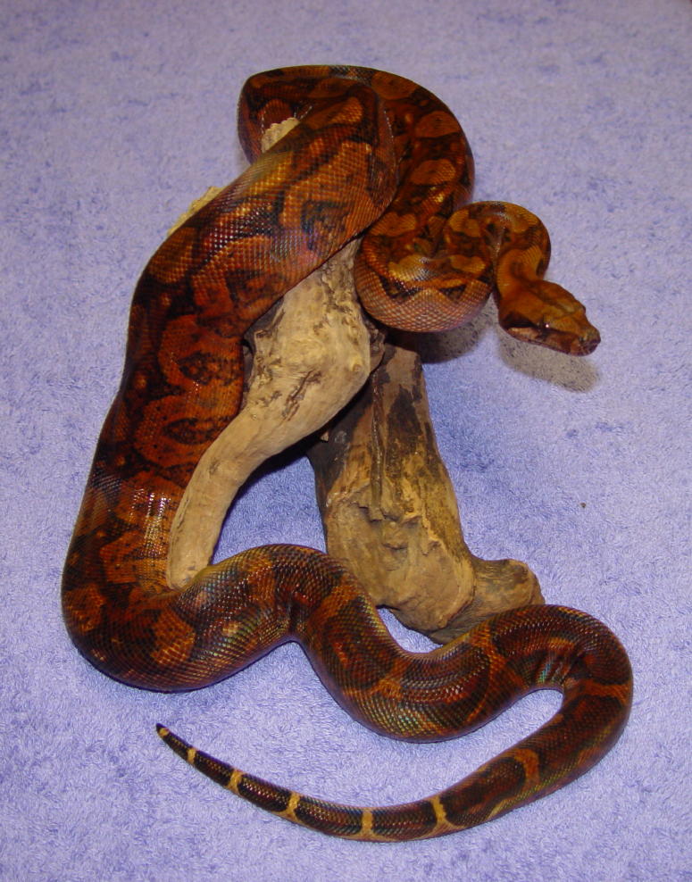 Gaines Reptiles - Blood Boa (female)