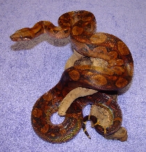 Gaines Reptiles - Blood Boa (female)