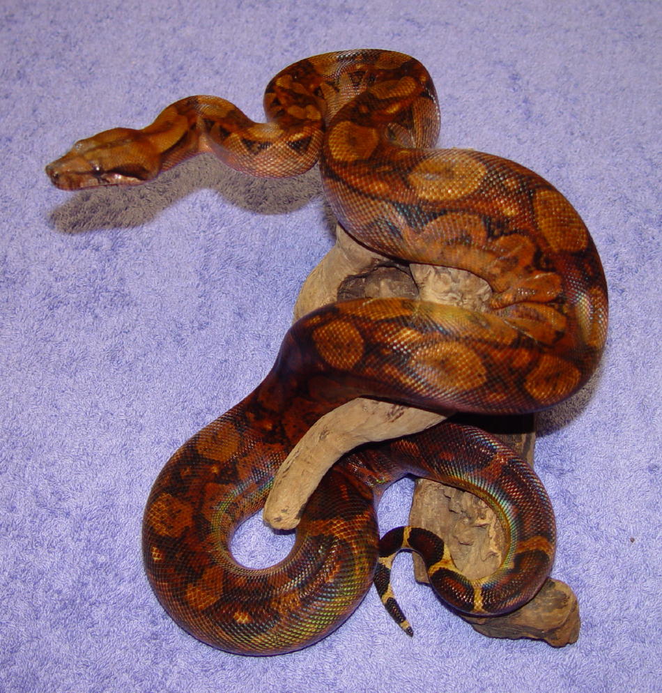 Gaines Reptiles - Blood Boa (female)