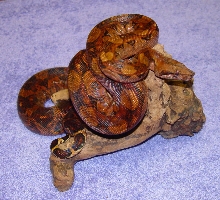 Gaines Reptiles - Blood Boa (female)