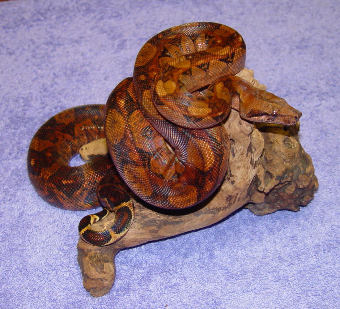 Gaines Reptiles - Blood Boa (female)