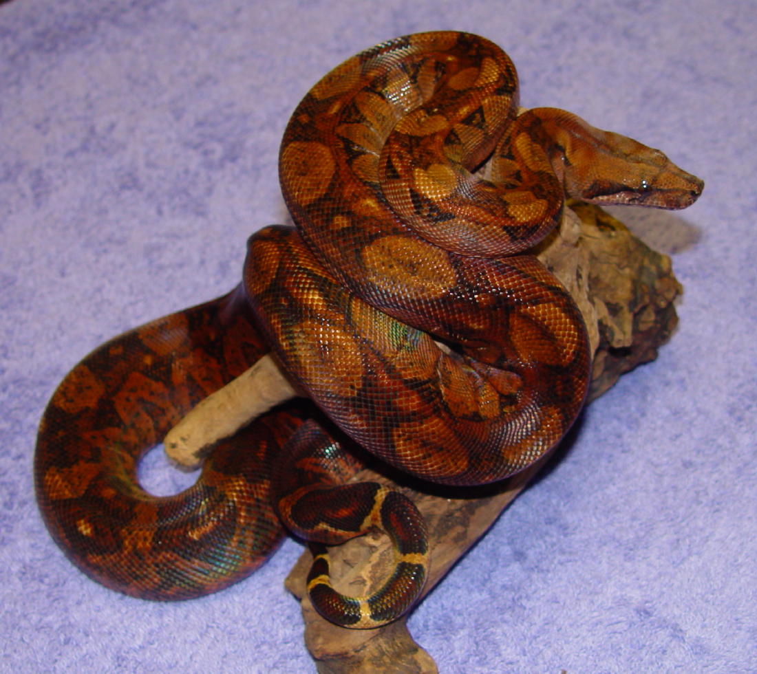 Gaines Reptiles - Blood Boa (female)