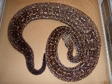 Gravid Argentine Boa