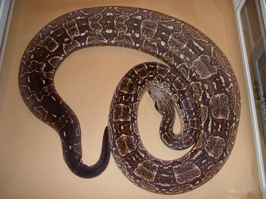 Gravid Argentine Boa