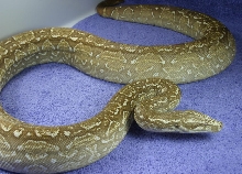 T  Albino Argentine