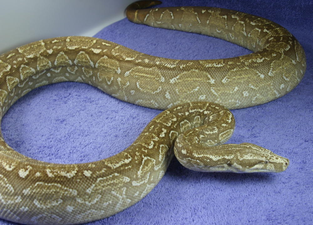T  Albino Argentine