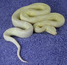 Snow Boa 1 - Full
