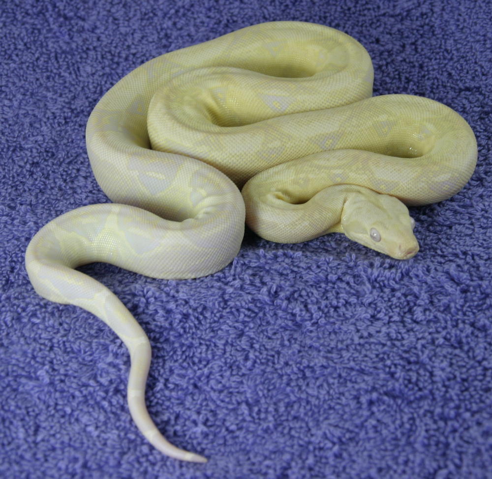 Snow Boa 1 - Full