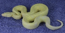 Snow Boa 2 - Full