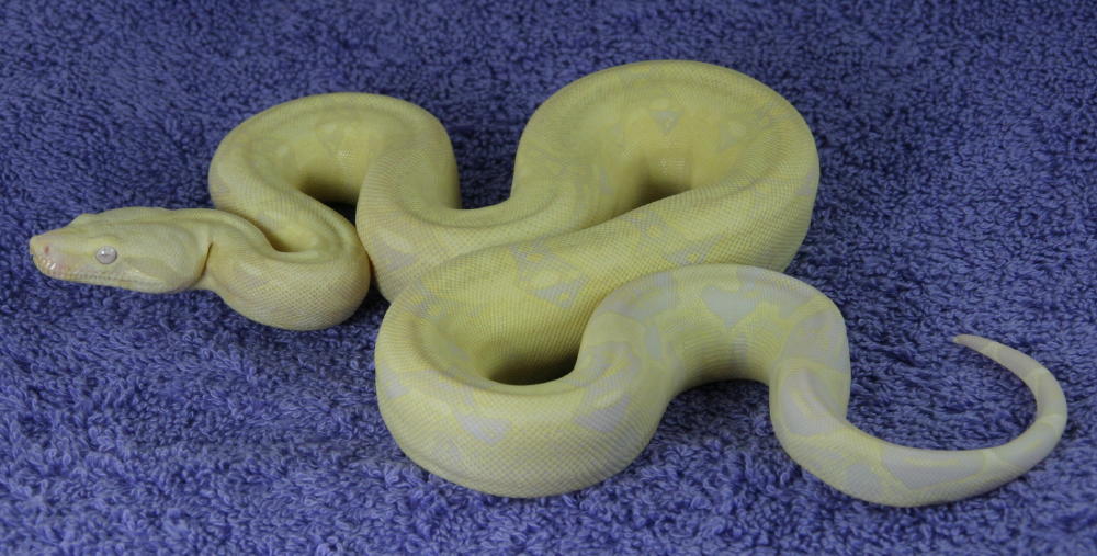 Snow Boa 2 - Full