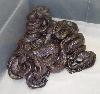 Black-Eyed Type II Anerys - Litter (unshed)