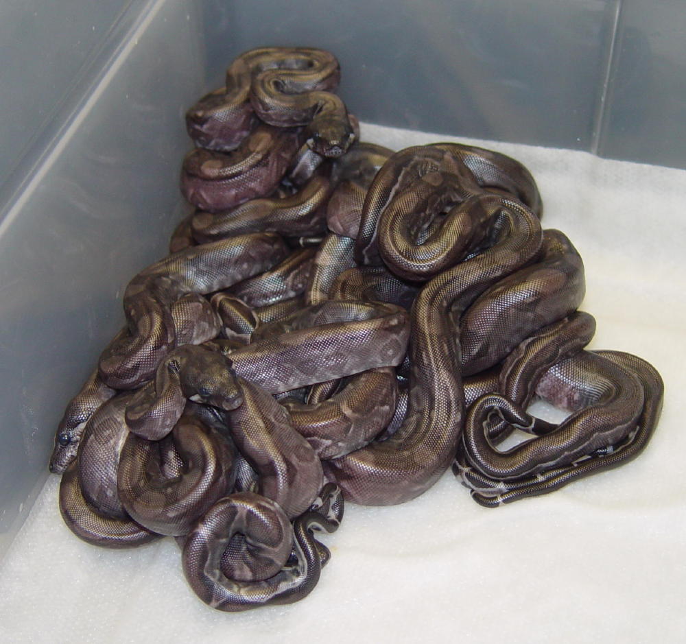 Black-Eyed Type II Anerys - Litter (unshed)